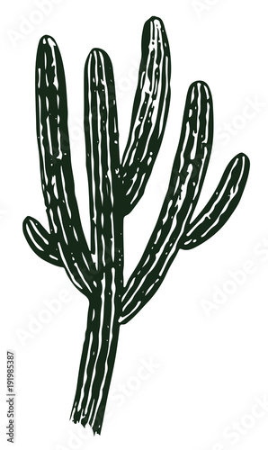 Kaktus - Cactaceae - cactus