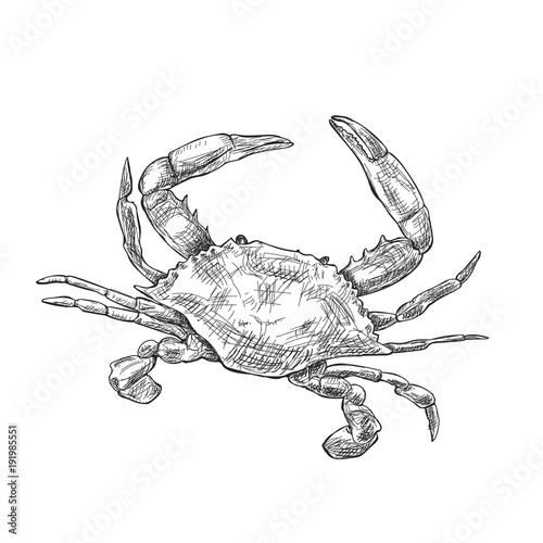 illustration with a large crab drawn by hand on a light background