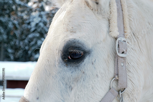 Eye of the white horse in winter. Beautiful face horse thoroughbred on the background of snowy forest. 