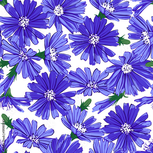 Floral seamless pattern with chicory.