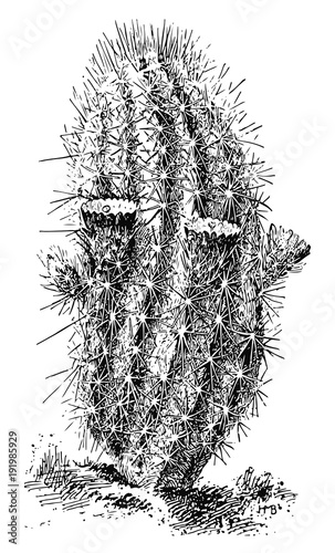 Kaktus - echinocereus chloranthus - cactus