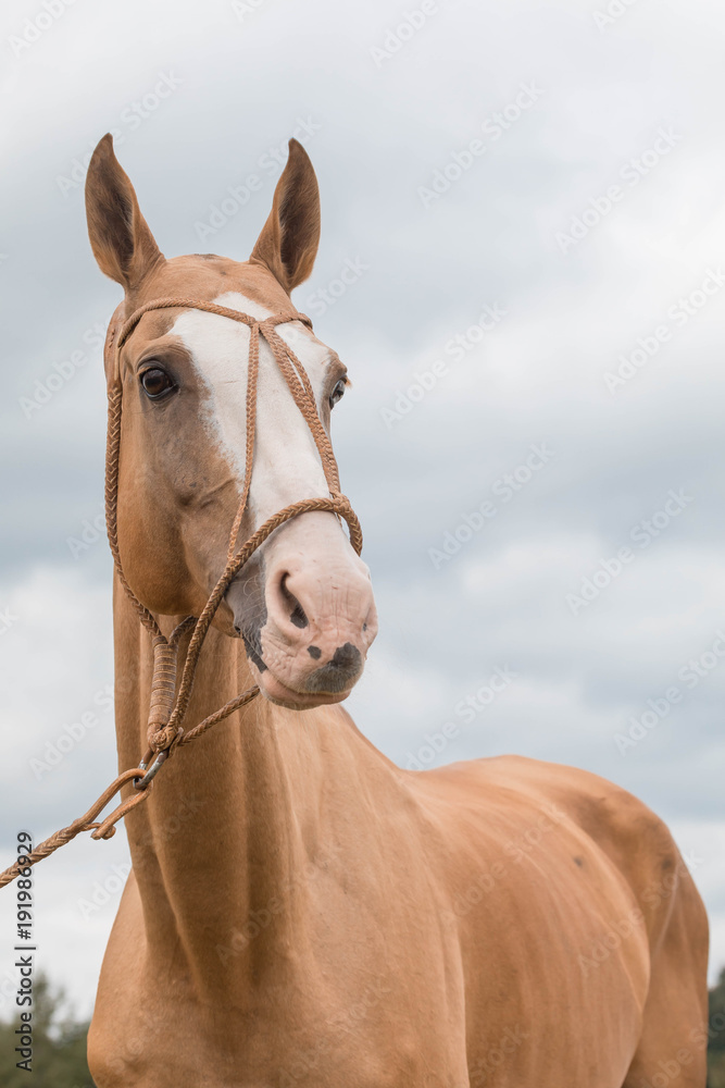 Portrait red horse with blue eyes in leather bridle Portrait red horse with blue eyes in leather bridle