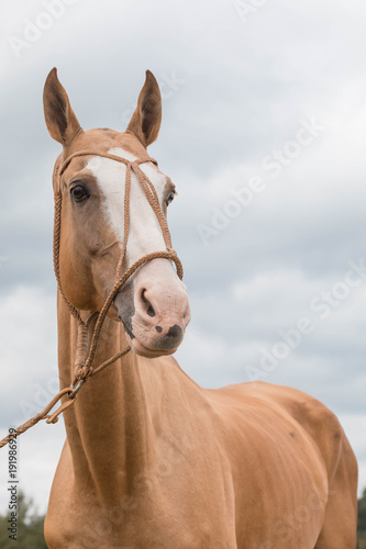 Portrait red horse with blue eyes in leather bridle