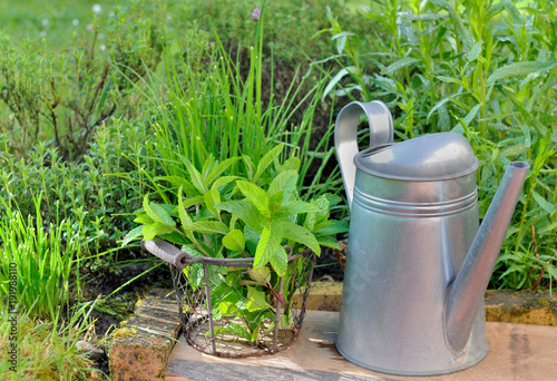 fresh aromatic plants in garden with metal can