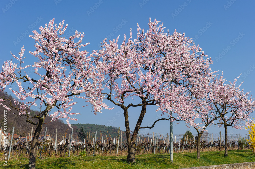 Mandelblüte bei Gimmeldingen Mandelblüte bei Gimmeldingen