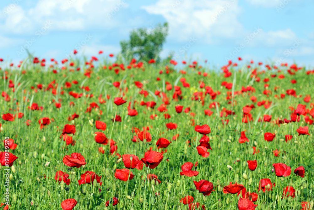 meadow with poppies flowers landscape spring season meadow with poppies flowers landscape spring season