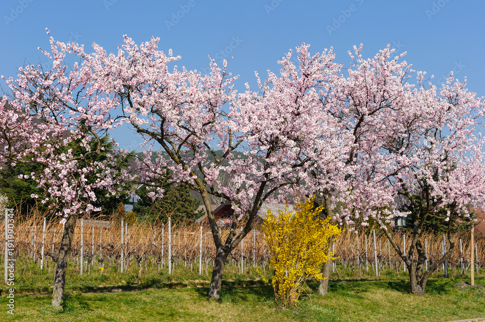 Mandelblüte bei Gimmeldingen