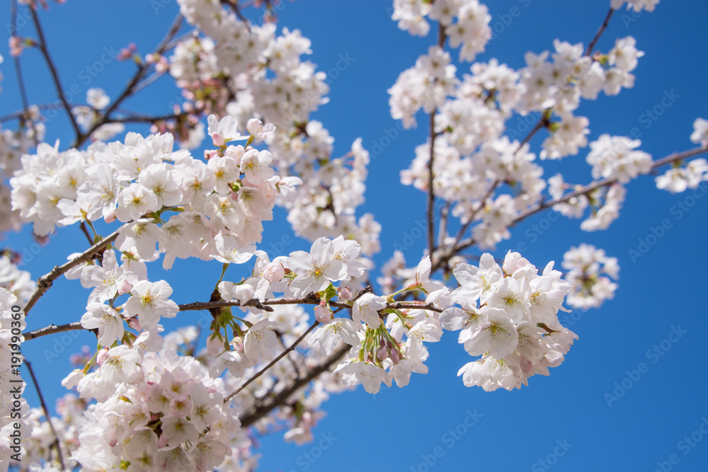 Cherry blossom, blue sky background, springtime concept