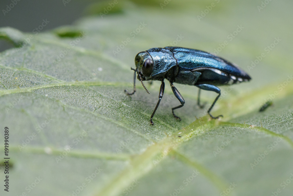 Image of Emerald Ash Borer Beetle on a green leaf. Insect. Animal Image of Emerald Ash Borer Beetle on a green leaf. Insect. Animal
