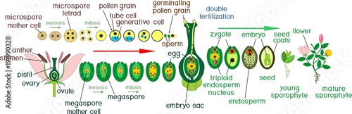 Angiosperm plant life cycle. Diagram of life cycle of flowering plant with double fertilization and titles photo