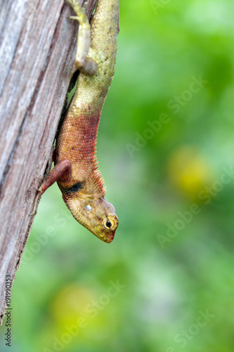 Image of chameleon on the tree on nature background. Reptile