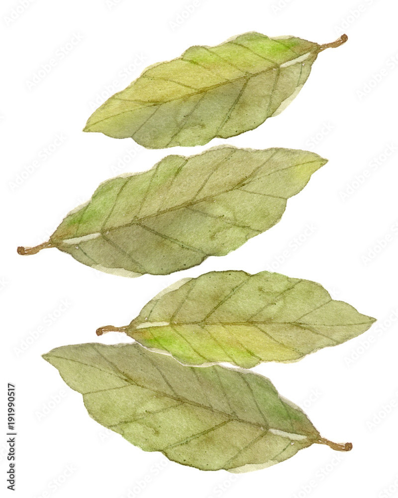 Obraz premium ローリエ ハーブ 水彩 イラスト
