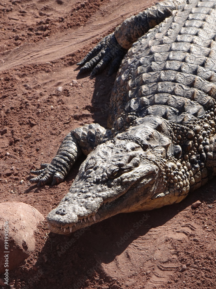 Obraz premium crocodile