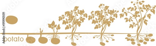 Potato plant growth cycle with silhouettes of plants