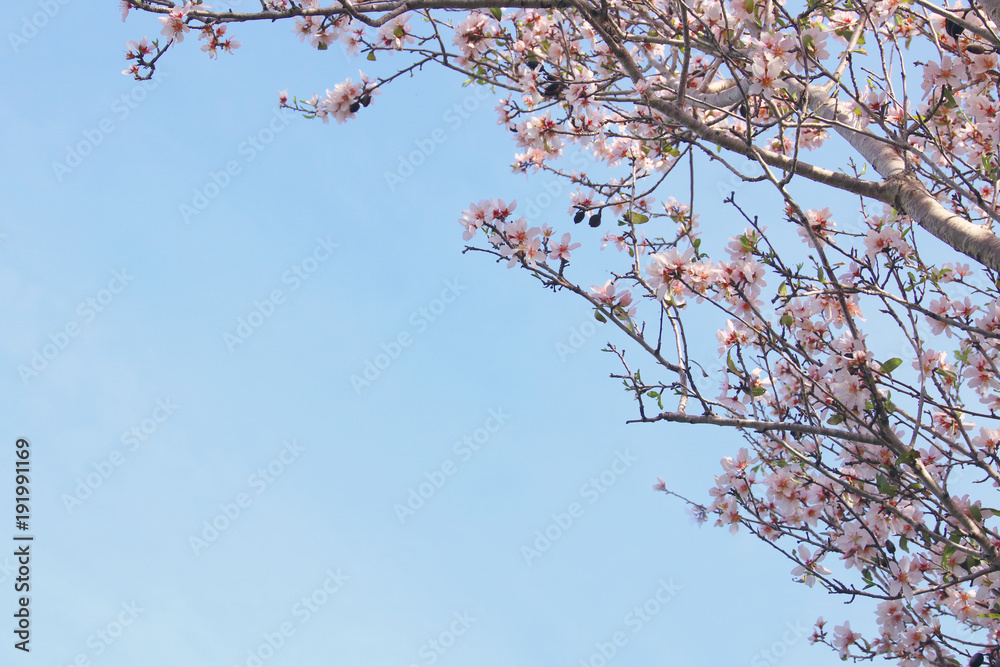 background of spring white cherry blossoms tree. selective focus. background of spring white cherry blossoms tree. selective focus.