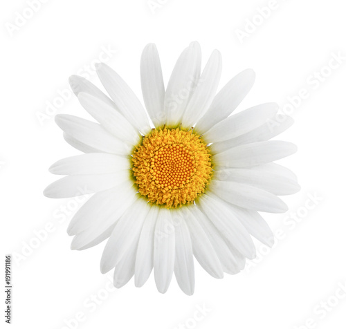Daisy flower isolated on white background as package design element.