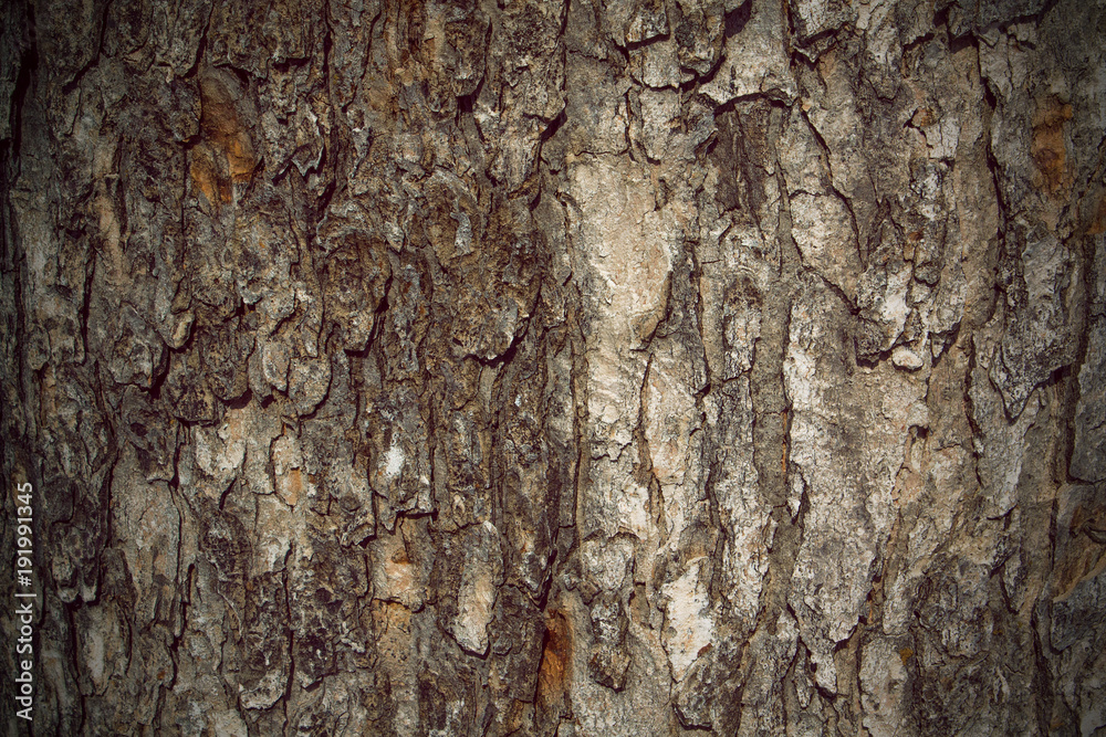 Autumn tree bark texture background, close up Autumn tree bark texture background, close up