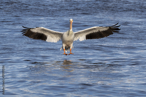 American white pelican (Pelecanus erythrorhynchos) landing on water, Mississippi river, Iowa