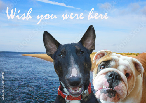 Photos Frankie Bull terrier Neville Bulldog post card selfie