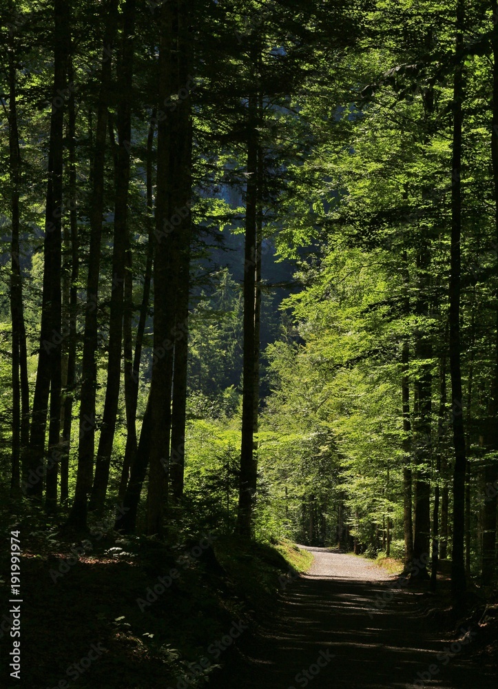 Beech forest at lake Klontalersee, Switzerland. Path.