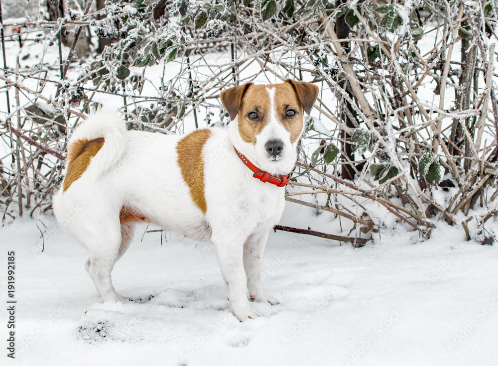A cute curious dog Jack russel terrier standing on snow and looking into camera. A cute doggy portrait in winter at cold frosty weather. A cute curious dog Jack russel terrier standing on snow and looking into camera. A cute doggy portrait in winter at cold frosty weather.