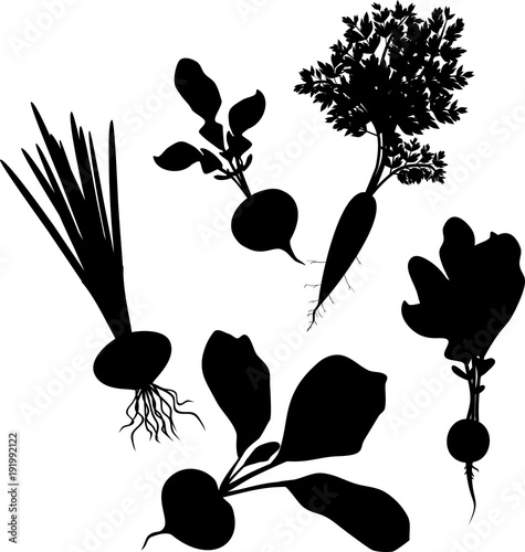 Set of silhouettes of different root vegetables with leaves on white background