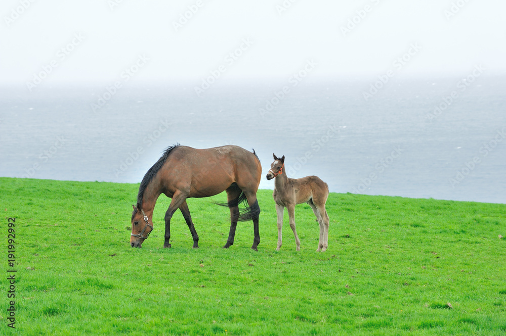 Obraz premium 親子馬 サラブレッド