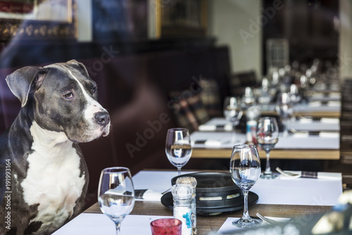 Fototapeta Naklejka Na Ścianę i Meble -  Dog sitting in a restaurant waiting to be attended