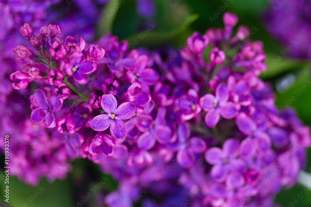Lilac blooming tree Lilac blooming tree