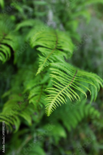Fern leaves in the forest
