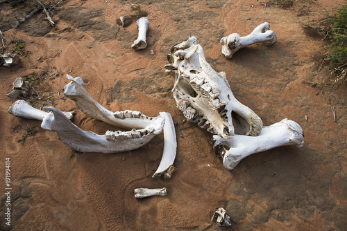 White Rhino skeleton