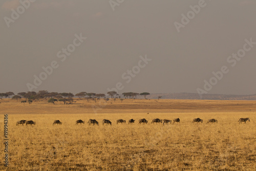 Wildebeest, Connochaetes taurinus, Zebra, Equus burchelli, Tarangire National Park, Tanzania photo