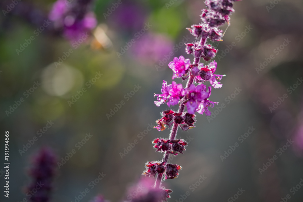 Fototapeta premium Sweet Basil (Ocimum basilicum) blooming at nursery. Selective focus