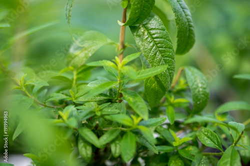 Wallpaper Mural Close-up of Lemon verbena or Louisa grown at greenhouse Torontodigital.ca
