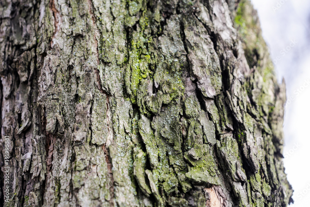 Obraz premium Tree bark