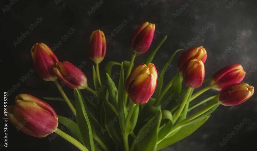 Fototapeta premium Dark Pink Tulips