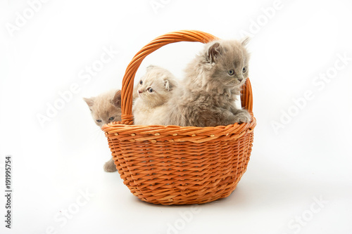 small funny kittens on a white background