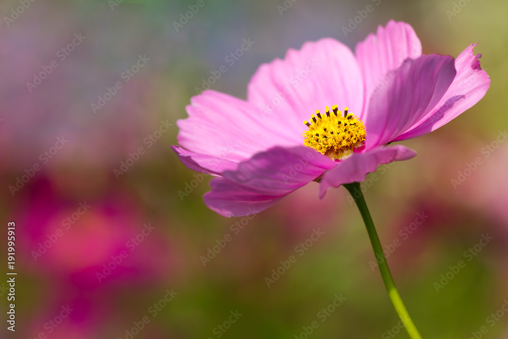 Closeup Cosmos pink flower in the garden and the morning sunshine. Copy space for text. Closeup Cosmos pink flower in the garden and the morning sunshine. Copy space for text.