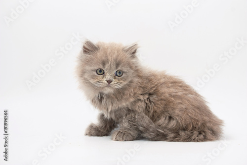 small funny kittens on a white background
