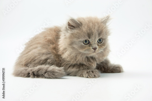 small funny kittens on a white background © makam1969
