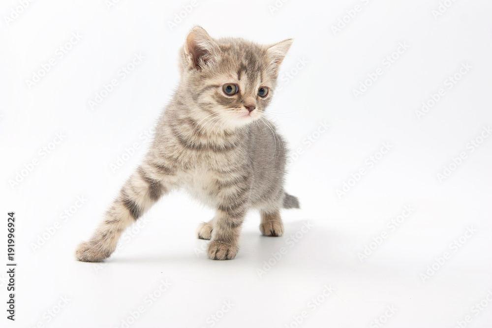 small funny kittens on a white background small funny kittens on a white background