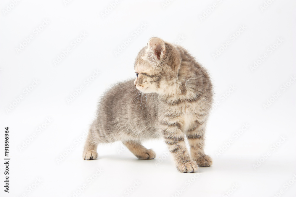 Fototapeta premium small funny kittens on a white background