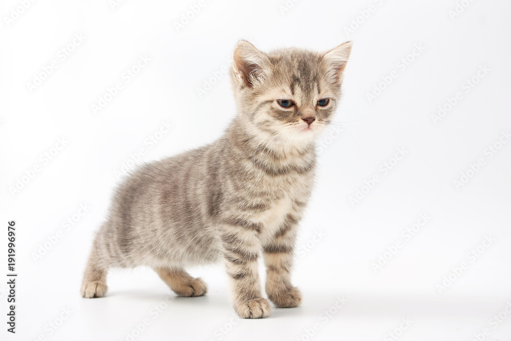 small funny kittens on a white background