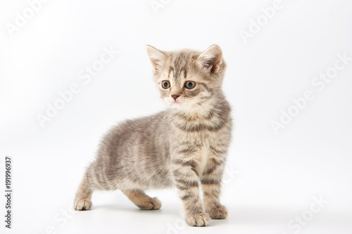 small funny kittens on a white background