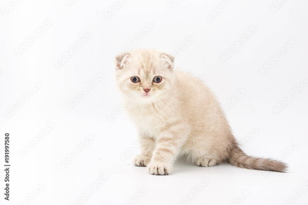 Obraz premium small funny kittens on a white background