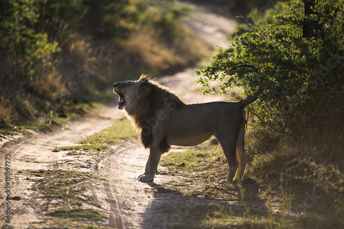 Male Lion