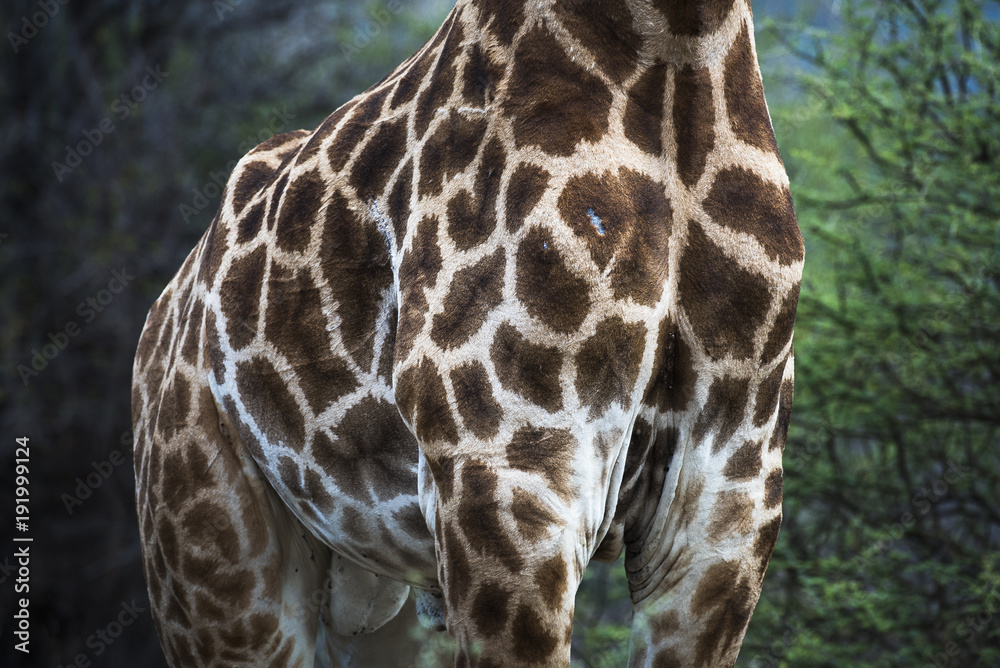 Giraffe skin patterns