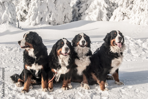Fototapeta Naklejka Na Ścianę i Meble -  four Bernese Mountain Dogs sitting on snow