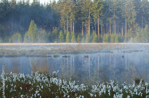 misty morning on wild forest lake