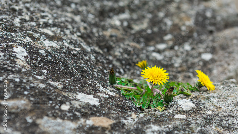 Fototapeta premium Dandelion flower on a rock